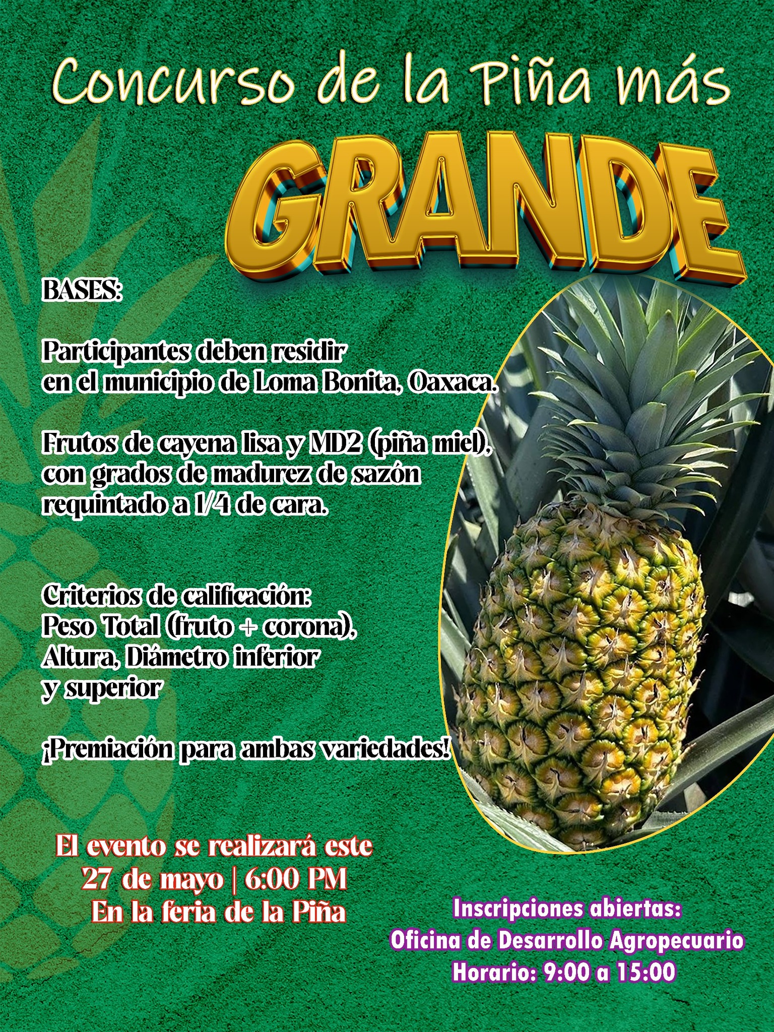 ¡ CONCURSO DE LA PIÑA MÁS GRANDE! Loma Bonita, Oaxaca ¿Eres productor ...