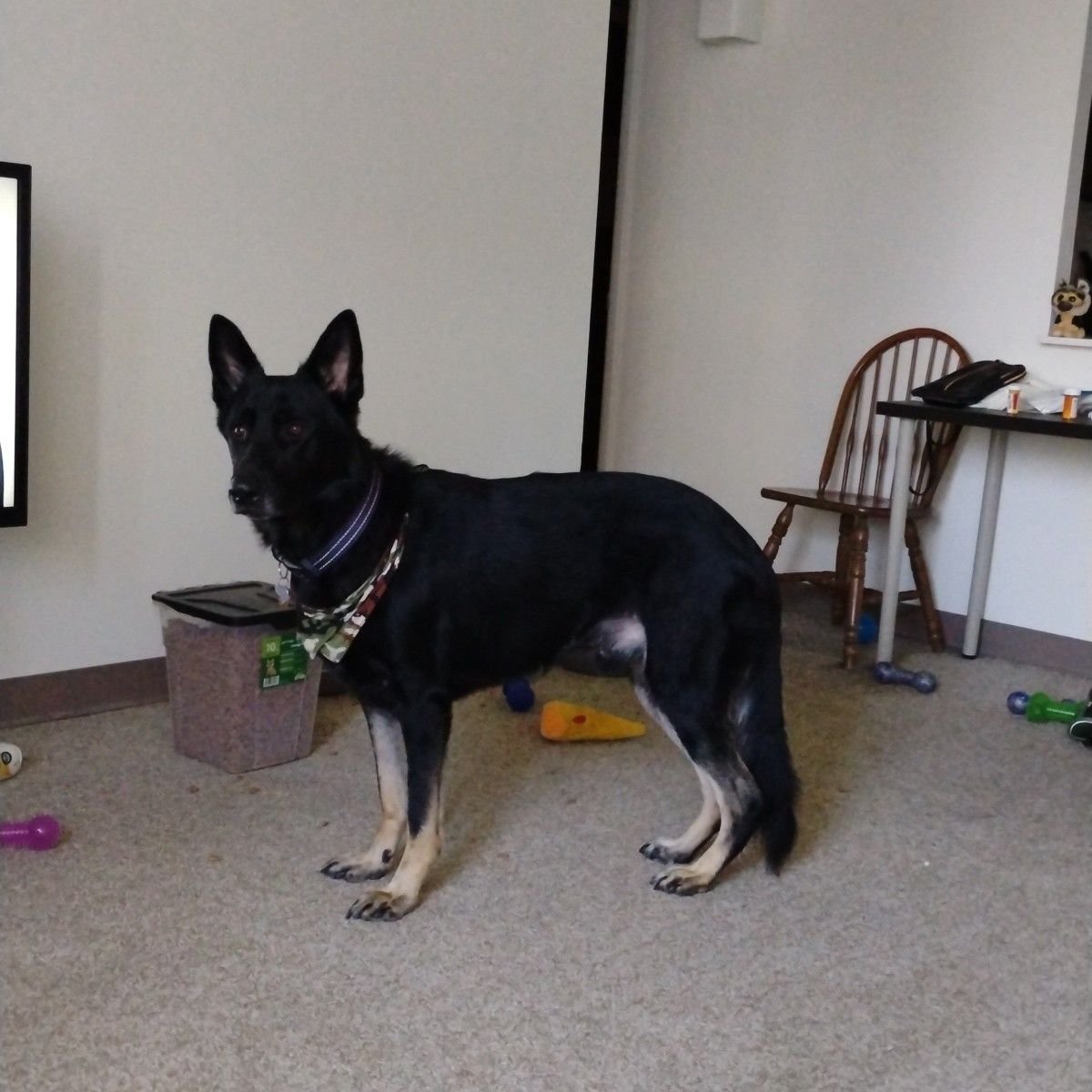 First video | Malachi the shepherd