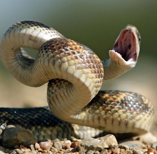 Different types of snakes | Did you know this legendary African species ...