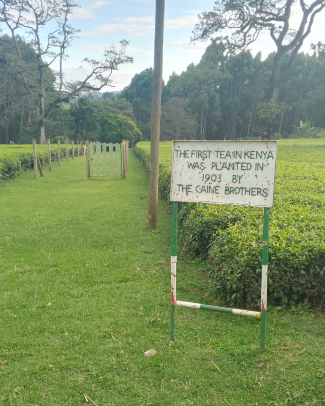 🌱 𝗔 𝘁𝗲𝗮 𝗹𝗲𝗴𝗮𝗰𝘆 𝘁𝗵𝗮𝘁 𝗯𝗲𝗴𝗮𝗻 𝗶𝗻... - Browns Plantations in Kenya | Facebook