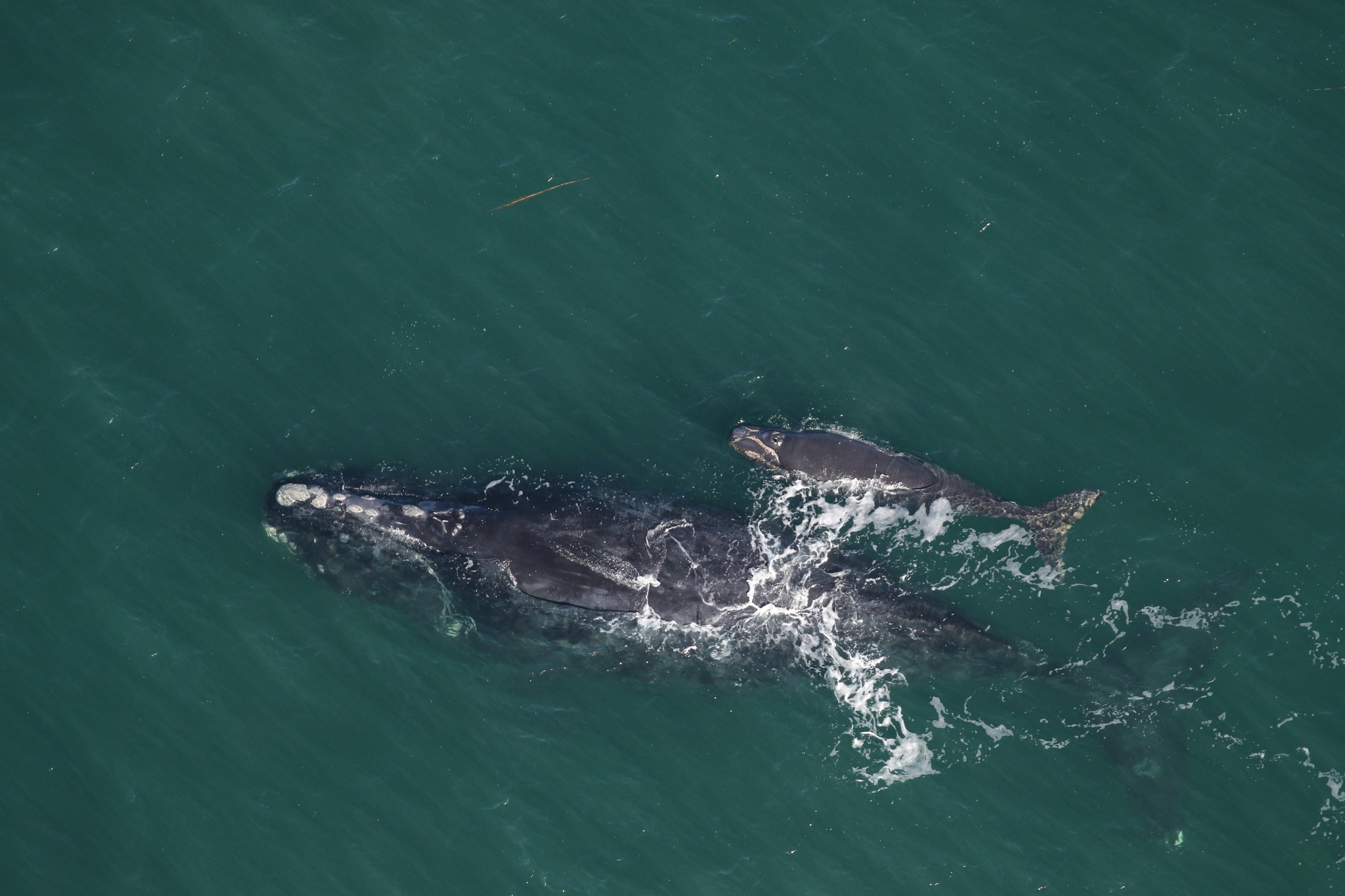 Wild - Meet the 2026 North Atlantic Right Whale moms and calves! Bocce ...