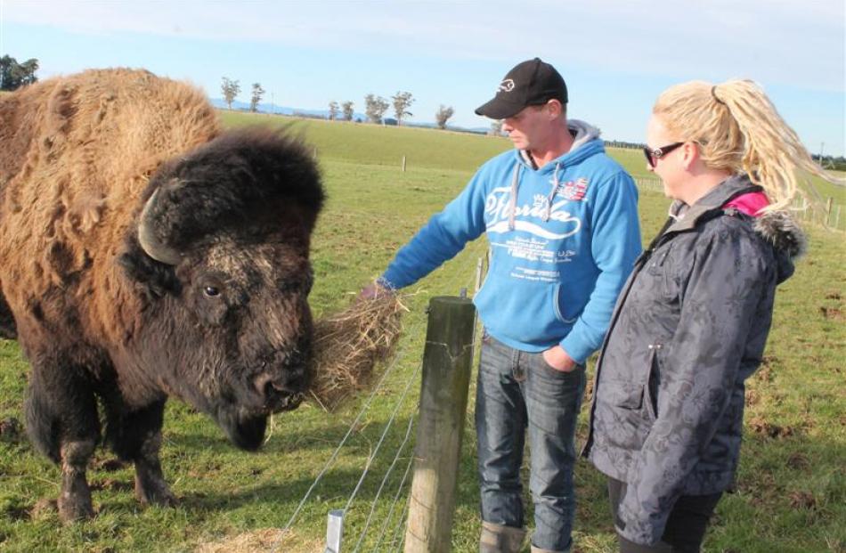 Bison Unity