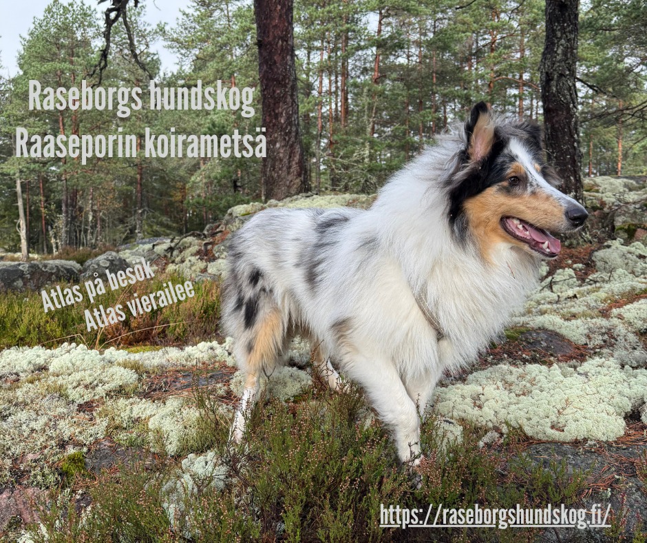 Raseborgs hundskog