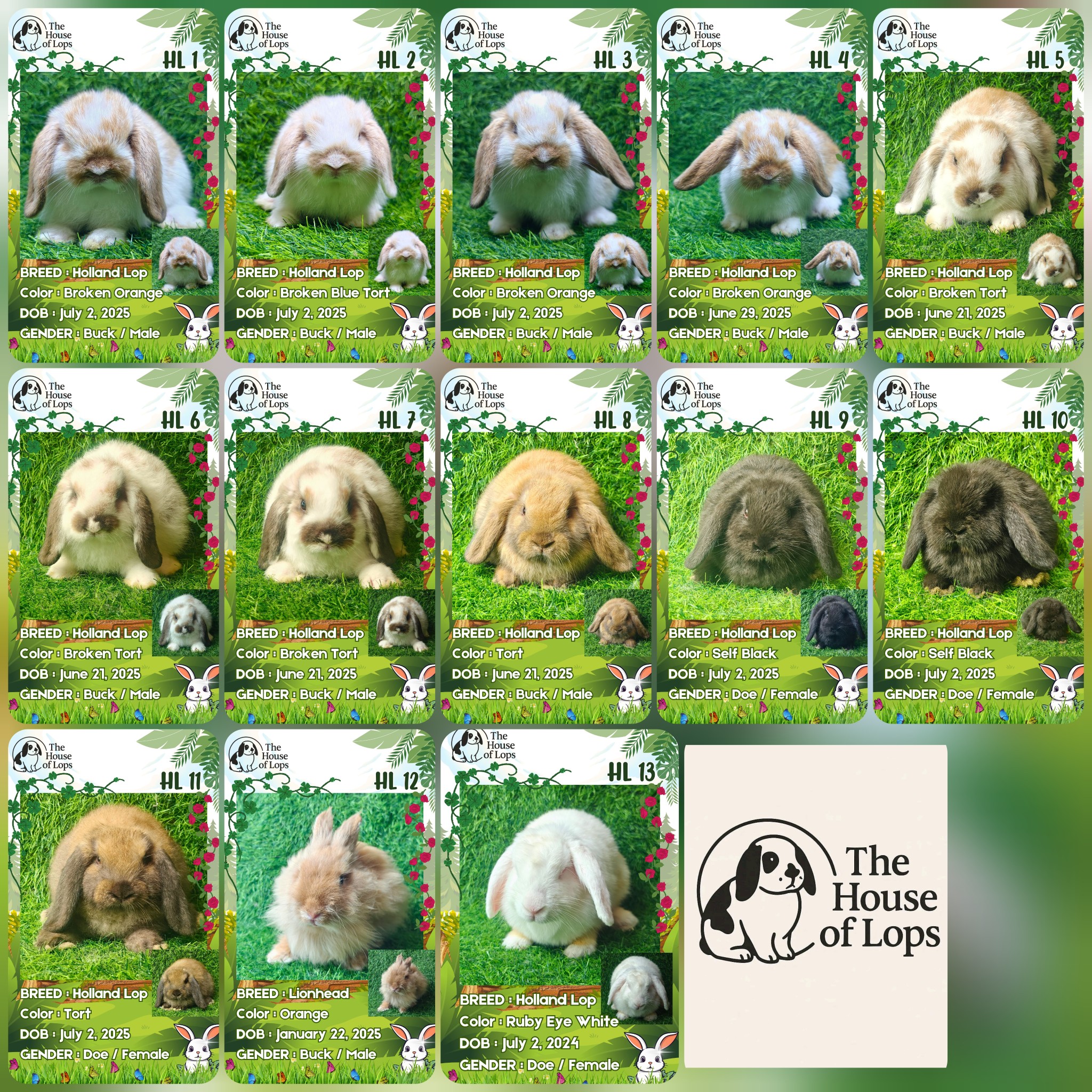 Holland Lops - 🐇 NEW AVAILABLE FOR RELEASE! 🐇 Fresh... | Facebook