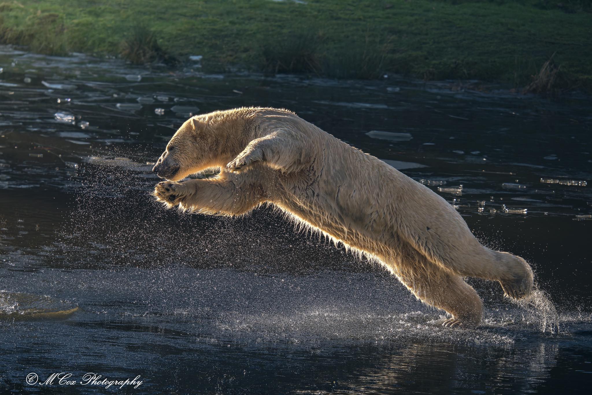 Paws - ️ Throwback to Peak Polar Bear Chaos at Yorkshire Wildlife Park ...