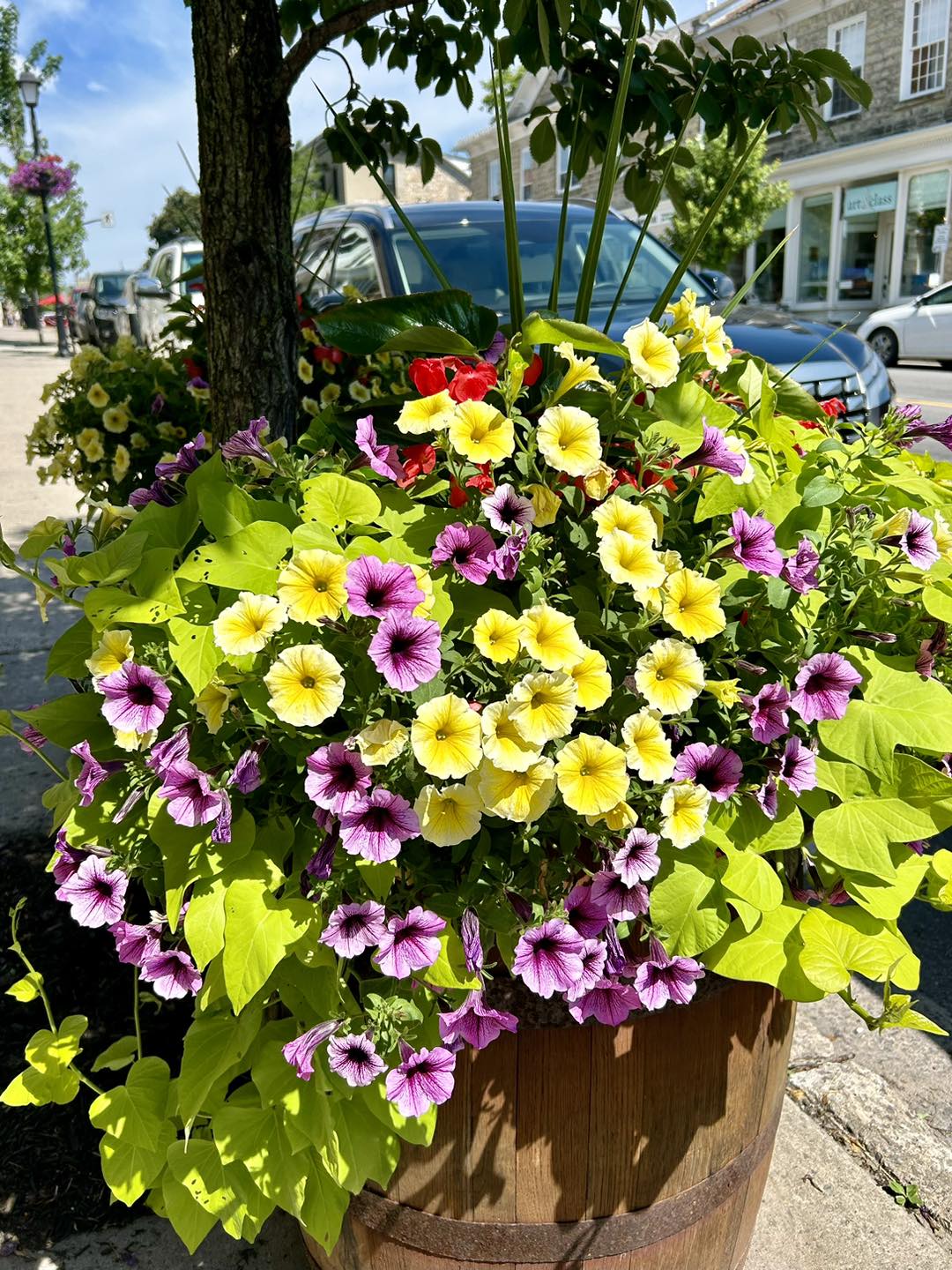 Downtown - Thanks to the BIA Environment Committee and the Town of ...