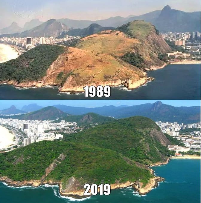Rio de Janeiro's reforestation efforts, visualized.