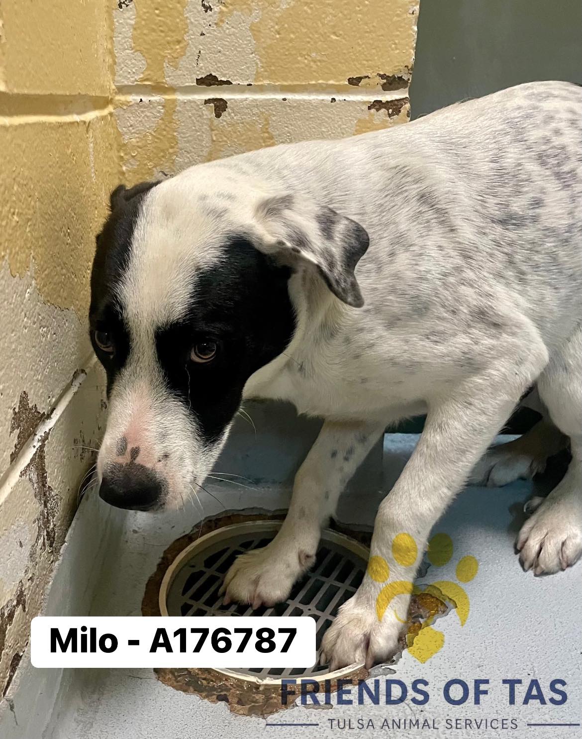 Friends - Update: ADOPTED 🤍🤍 A176787 Located At: City of Tulsa Animal ...
