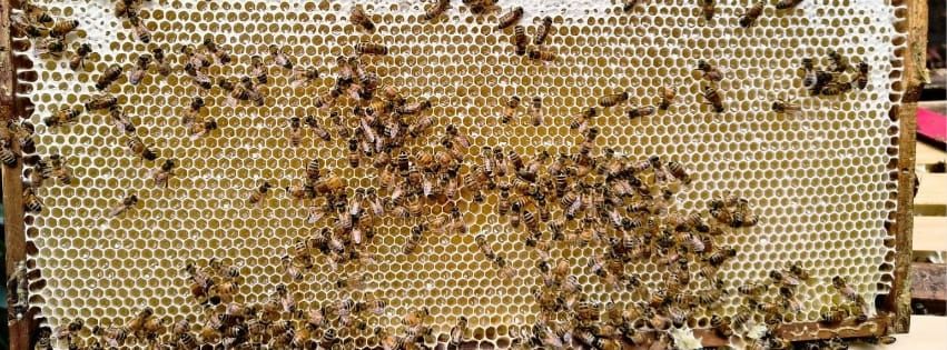 High Ridge Gully Honey