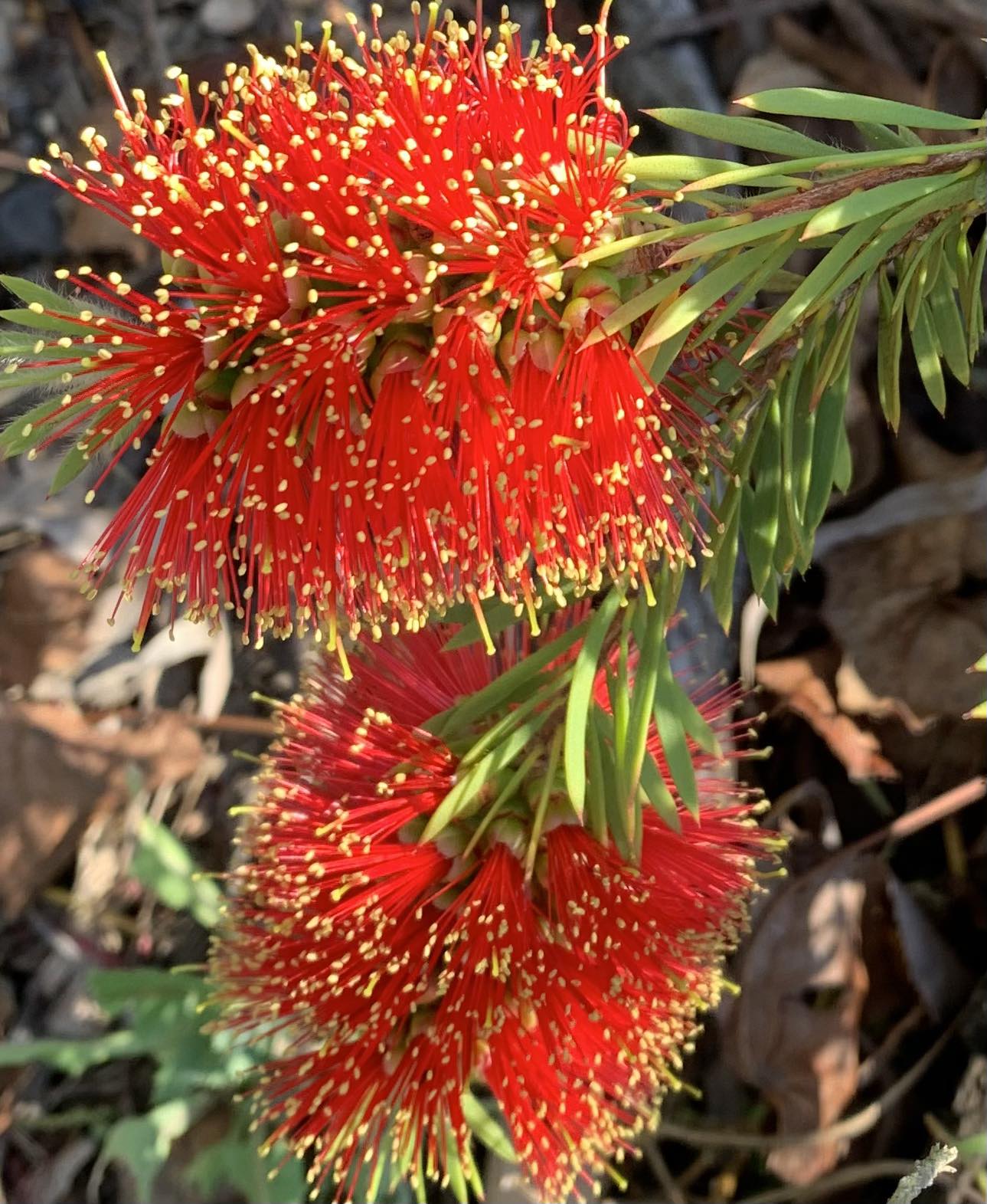 Granite Belt Flowers | Glen Aplin QLD