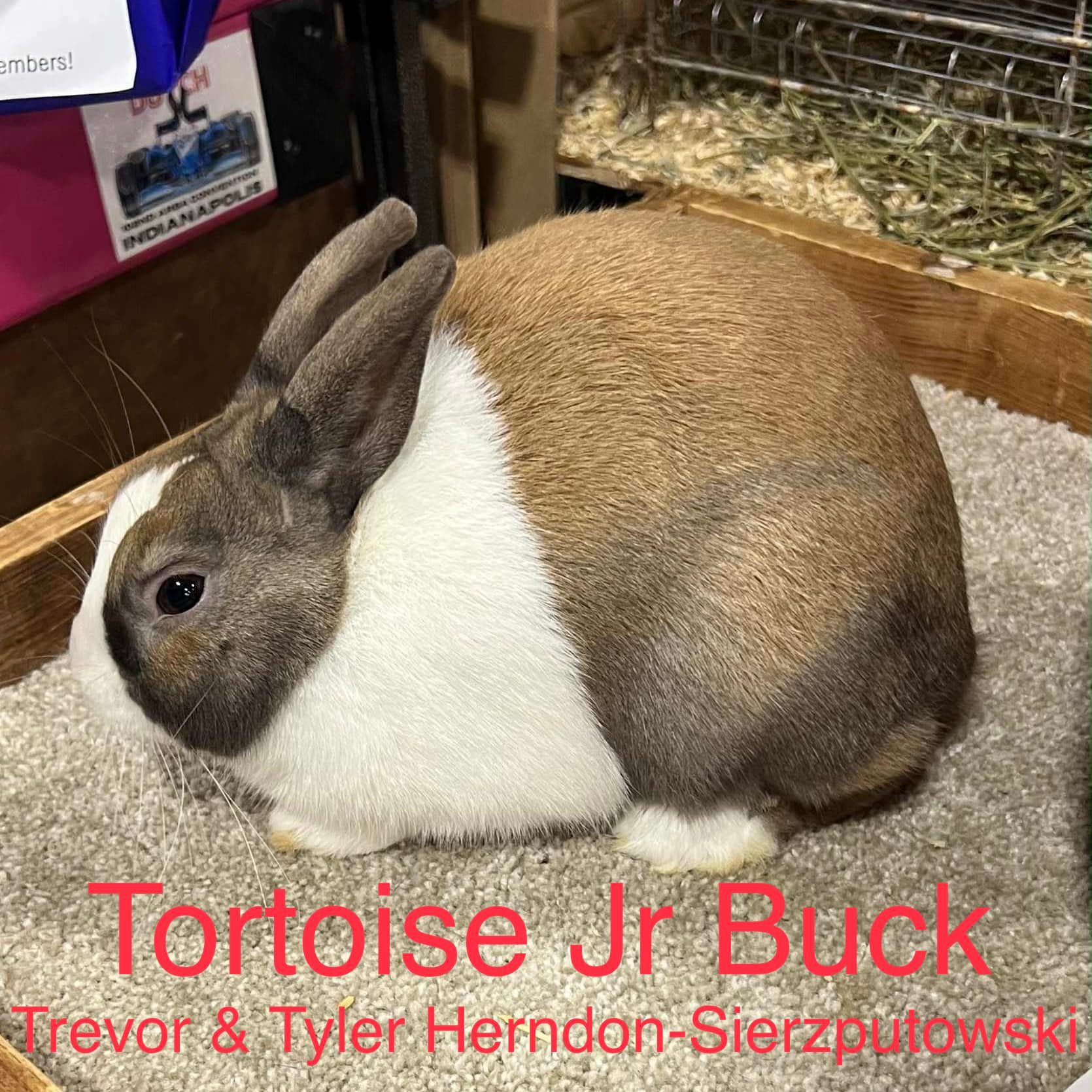 American Dutch Rabbit Club... - American Dutch Rabbit Club