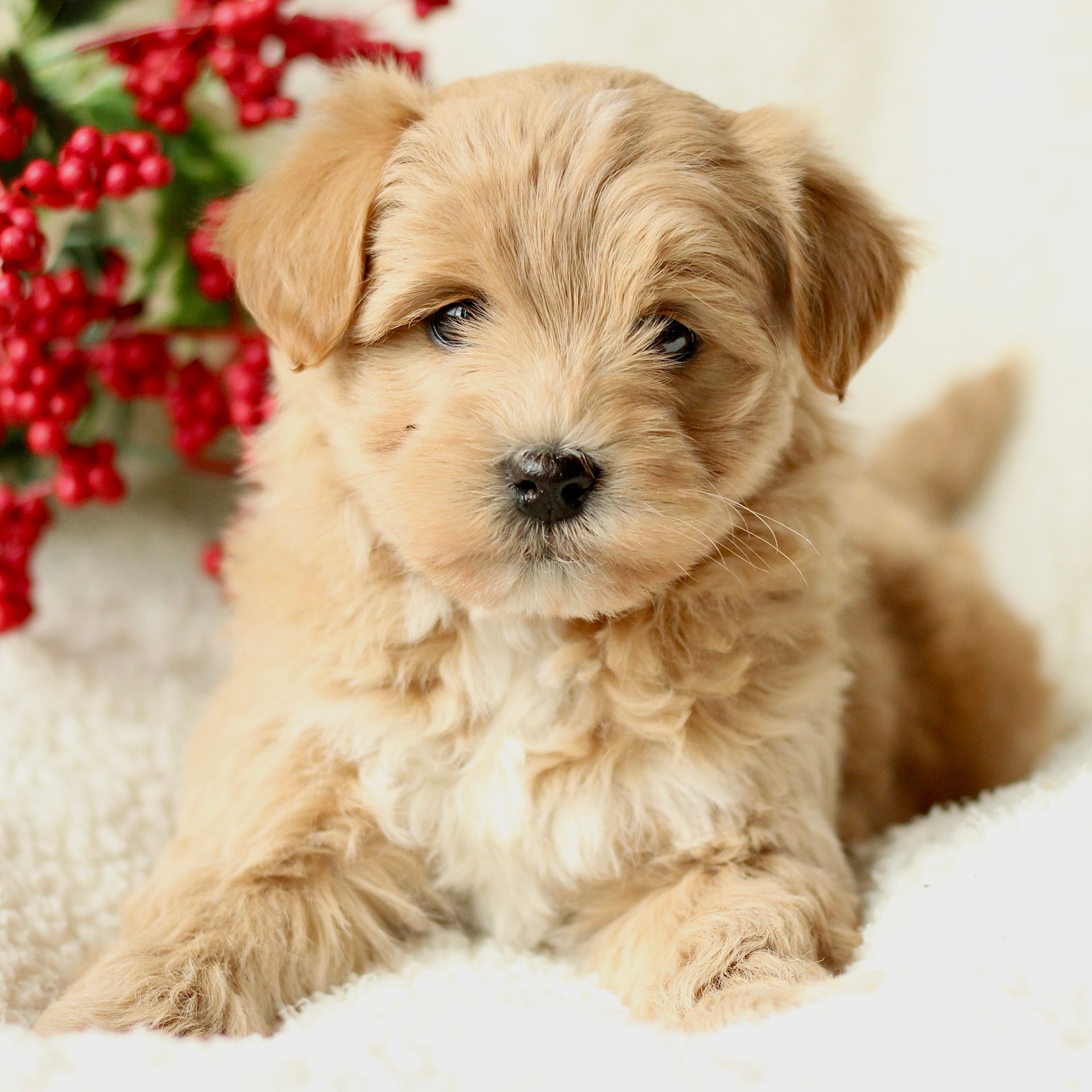 Infinity - Do you need a cuddly, curly, little companion who thinks you ...