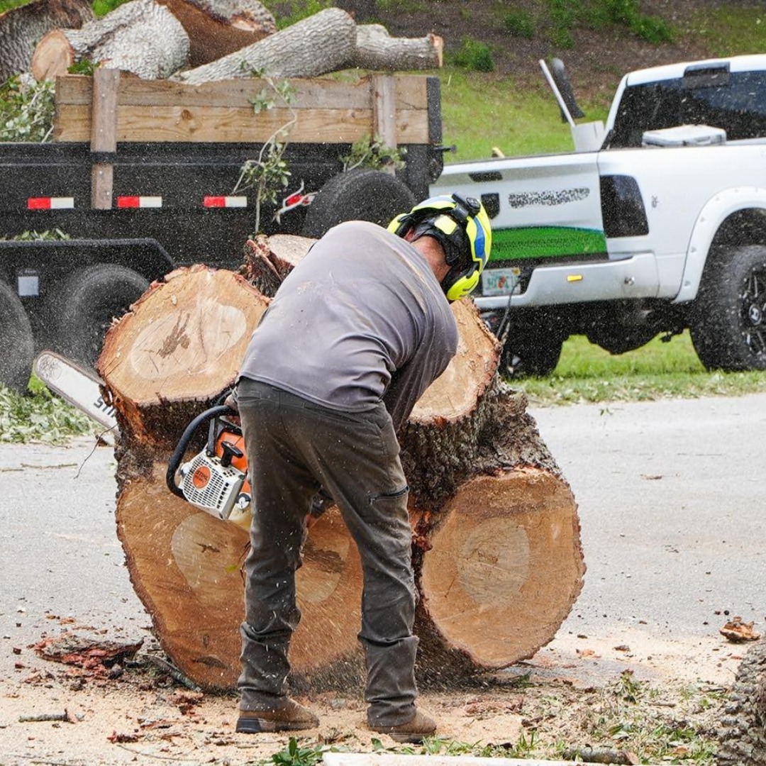Tree Removal San Antonio | San Antonio TX