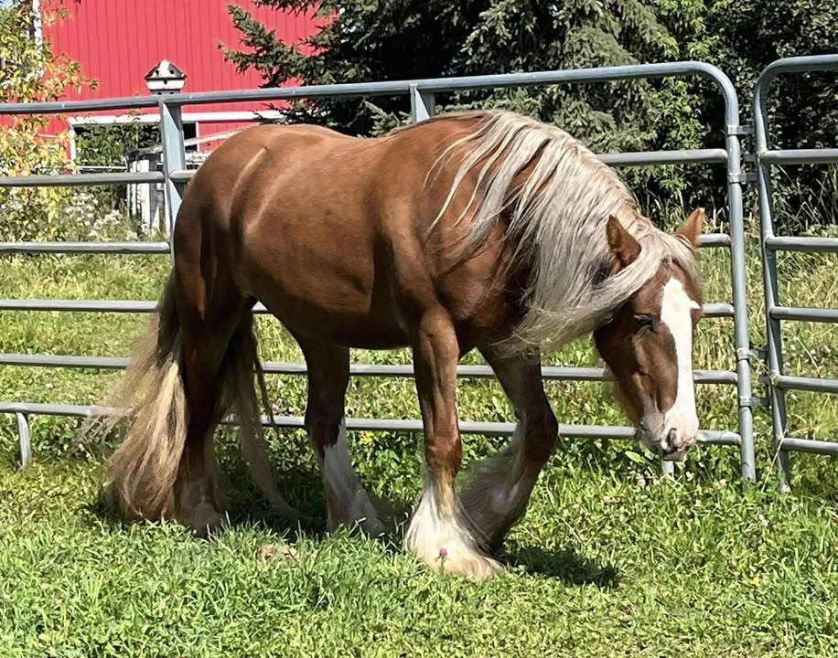 Le Maple Ranch s’agrandit C’est... - Écurie Maple Ranch | Facebook