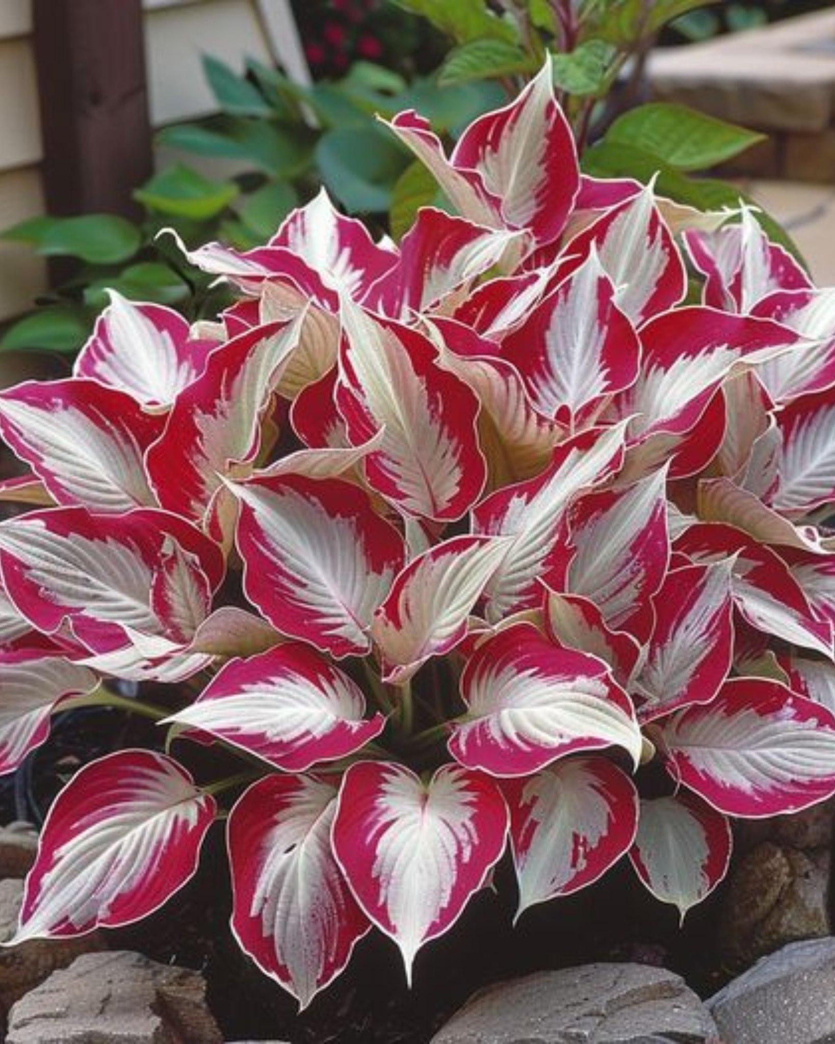 Super Stripes Hosta Rectifolia 'Mito-no-Hana' plant details