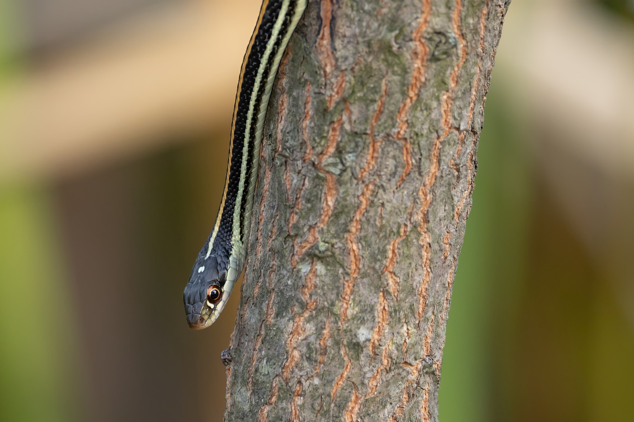 Greg Silva - Wildlife... - Greg Silva - Wildlife Photography