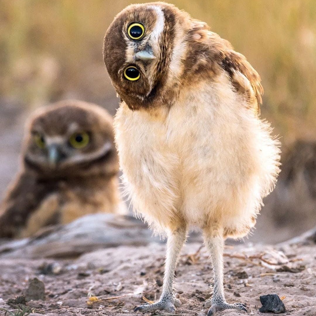 Reino - 👀 ¡Mira esos ojos! ¡Un búho con estilo salvaje! 🦉🔥 Este pequeño ...