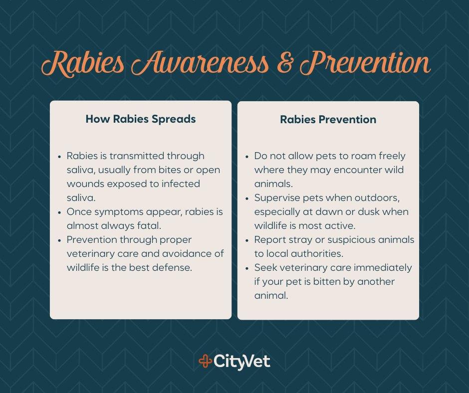 CityVet - Rabies is a serious and often fatal disease that affects both ...