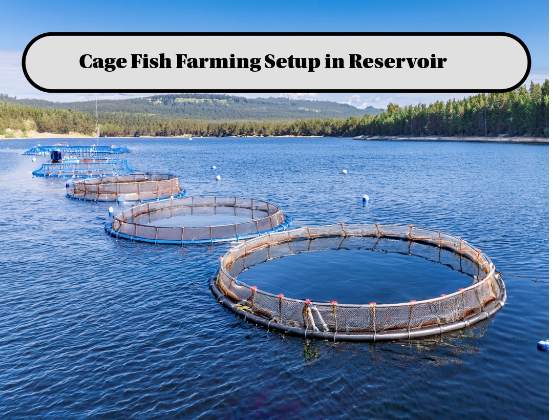 Farmingmantra - Learn More https://www.farmingmantra.in/2025/09/cage ...