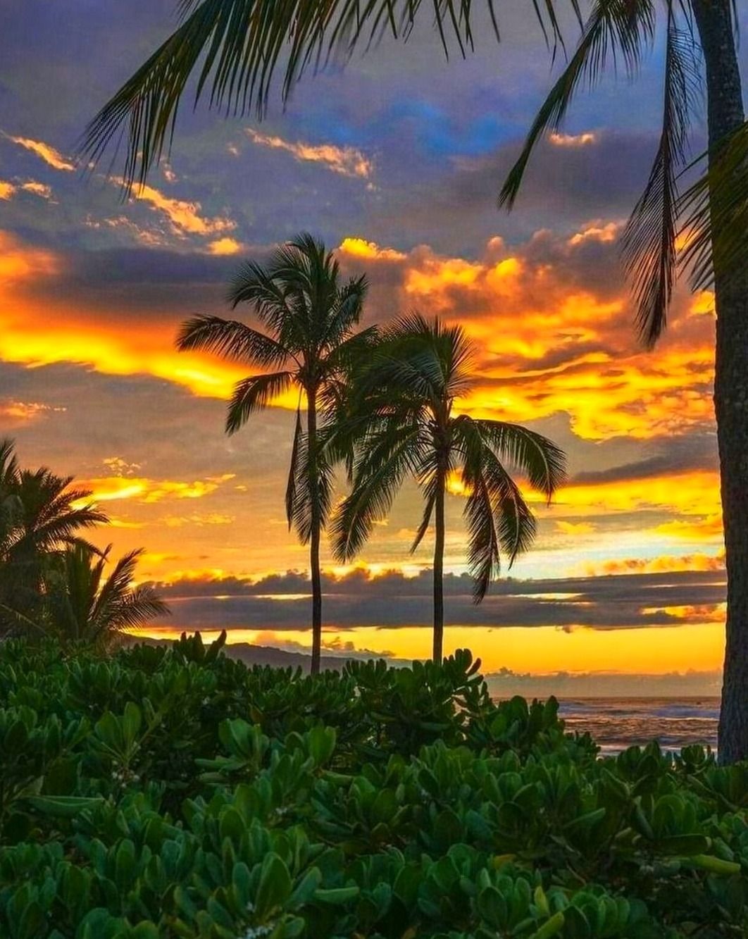 Aloha - Sunset turns the shore to gold. Hawaii’s views never get old! 🎨 ...