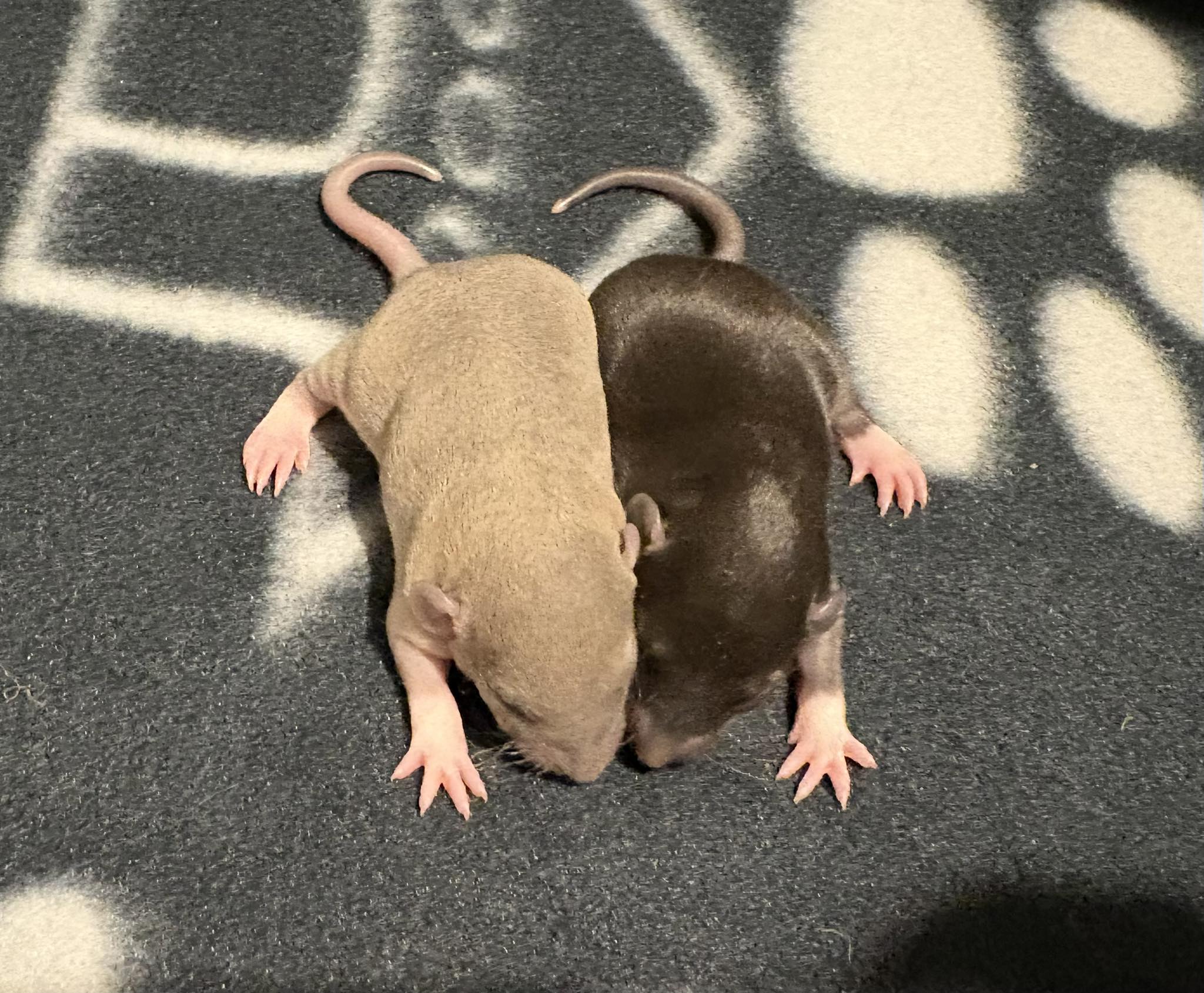 Oh Rats Rattery - Welcome to the world Nelly &... | Facebook