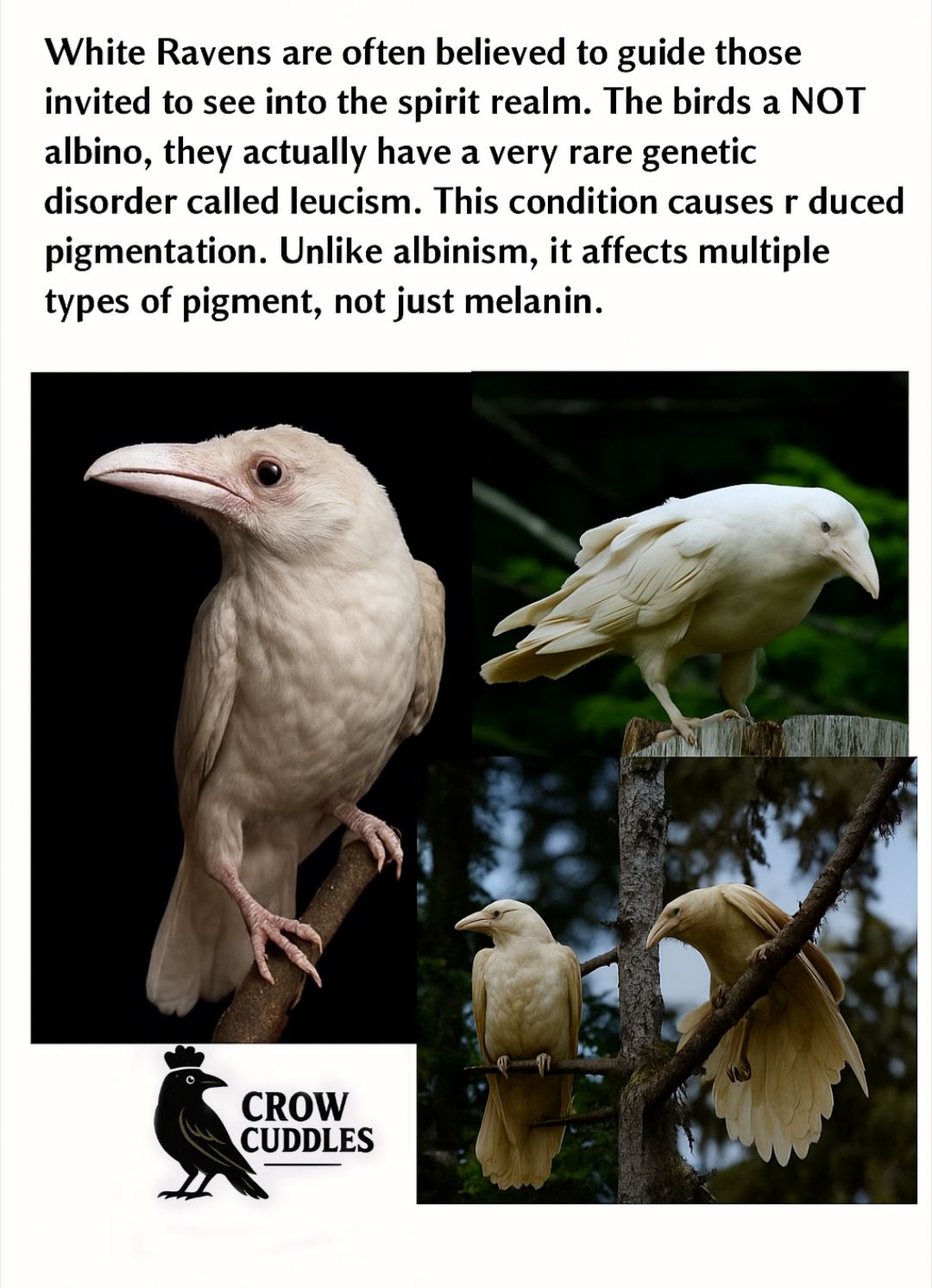 Crow - A rare guest of the silent forest—the White Raven. Born outside ...