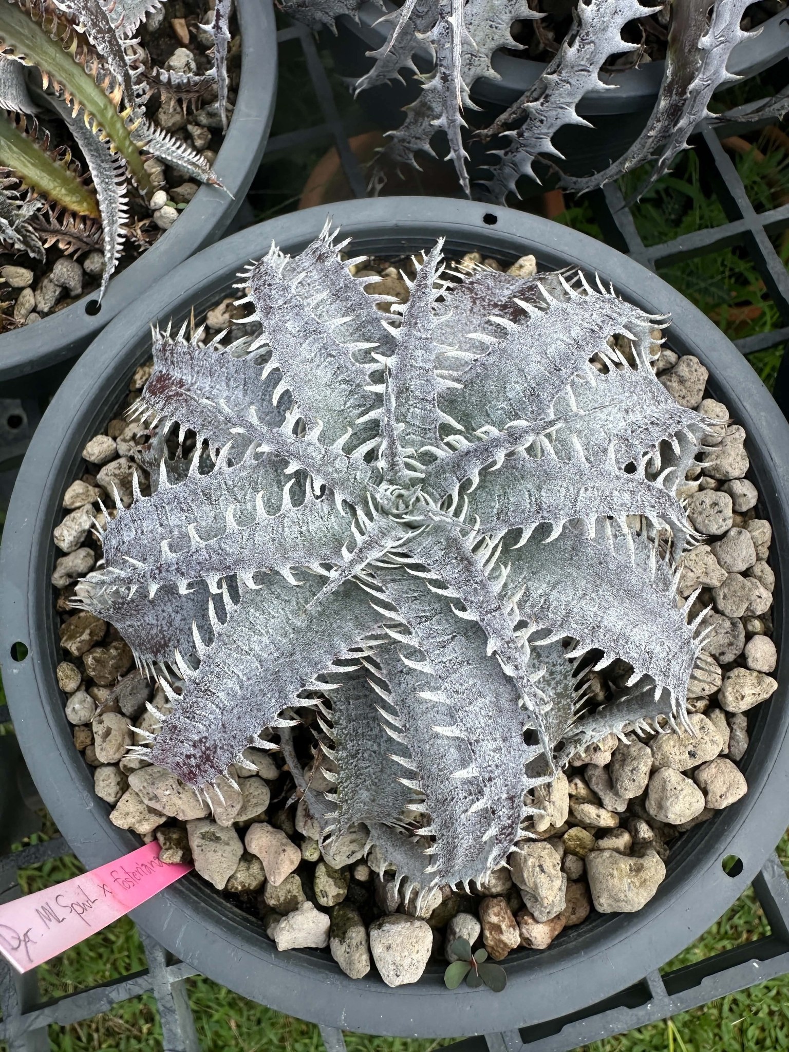 Dyckia ML Super wide leaf x fosteriana by Qdyckia