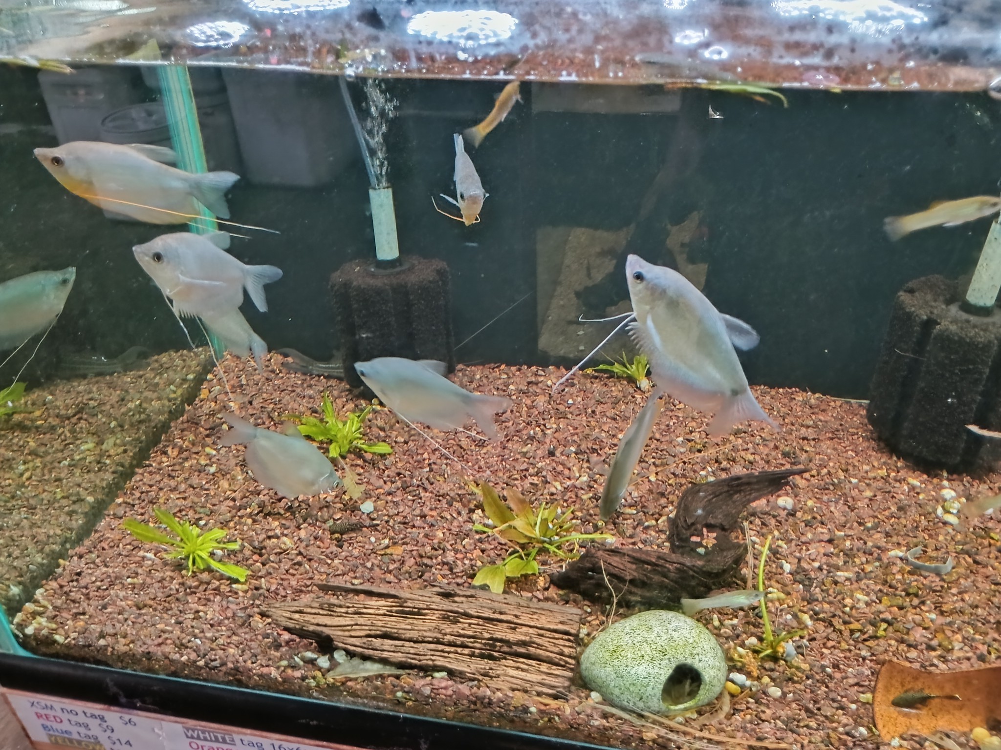 The Real Uncle Ned's... - The Real Uncle Ned's Fish Factory