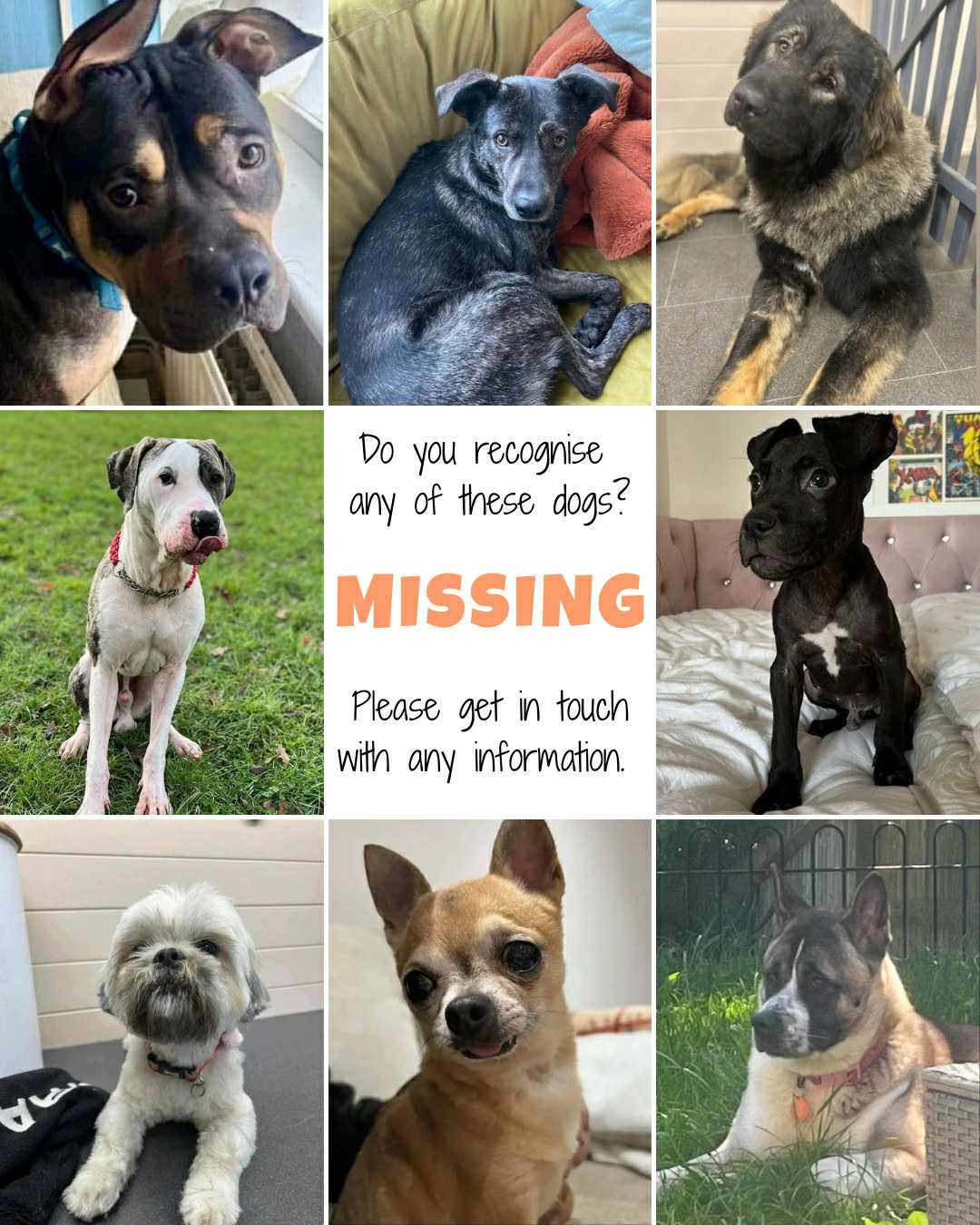 The Missing from Save a paw need... - Missing Save a Paw Dogs | Facebook