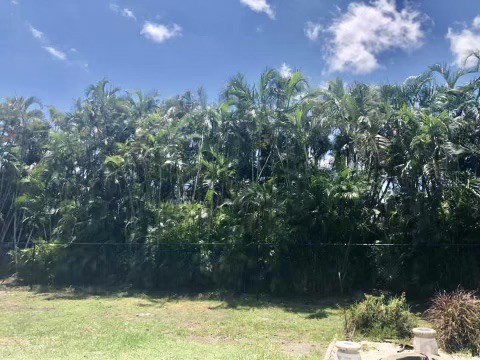 Professional Tree Trimmers LLC | West Palm Beach FL