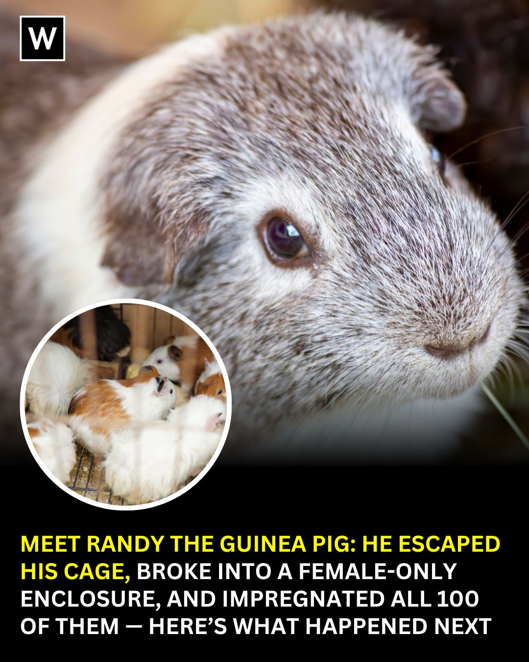 Webpreneurships - Something strange happened at an animal park in ...