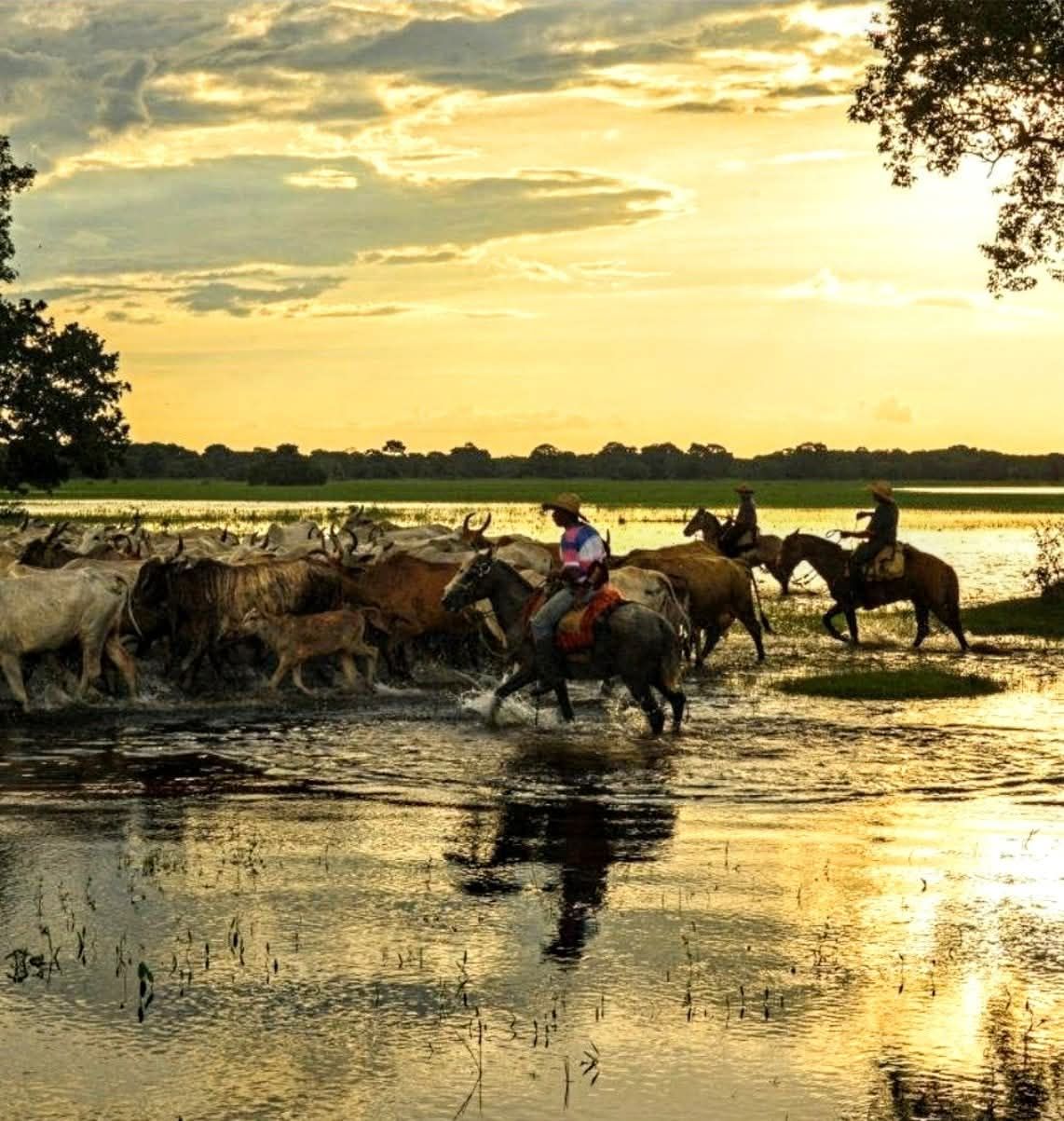 😸 Discovery Pantanal Channel Brasil 🐆 | Hoje eu escolho a vida | Facebook