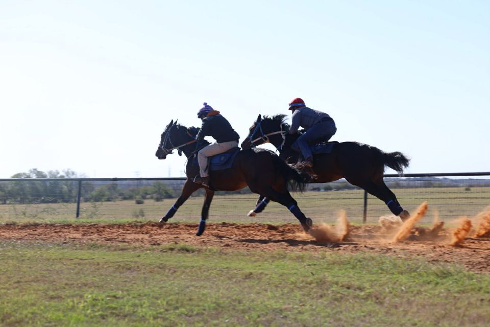 Remount Ranch and... - Remount Ranch and Equine Services