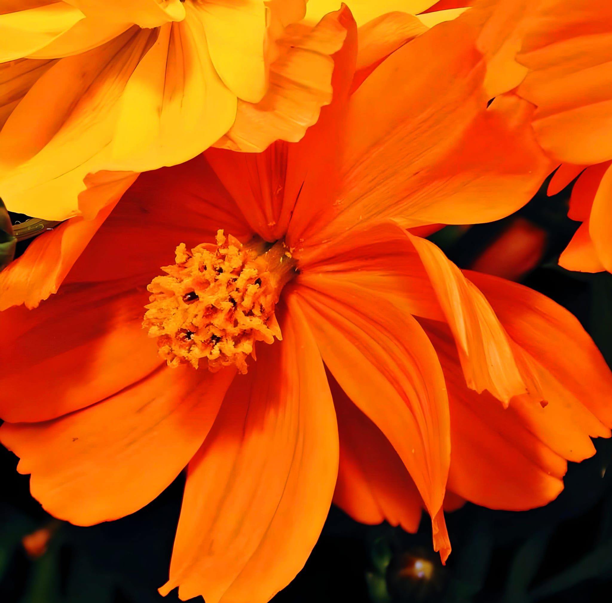 love this color 🧡🏵️🌼🍁 #nature #lovely #flowerarrangingart