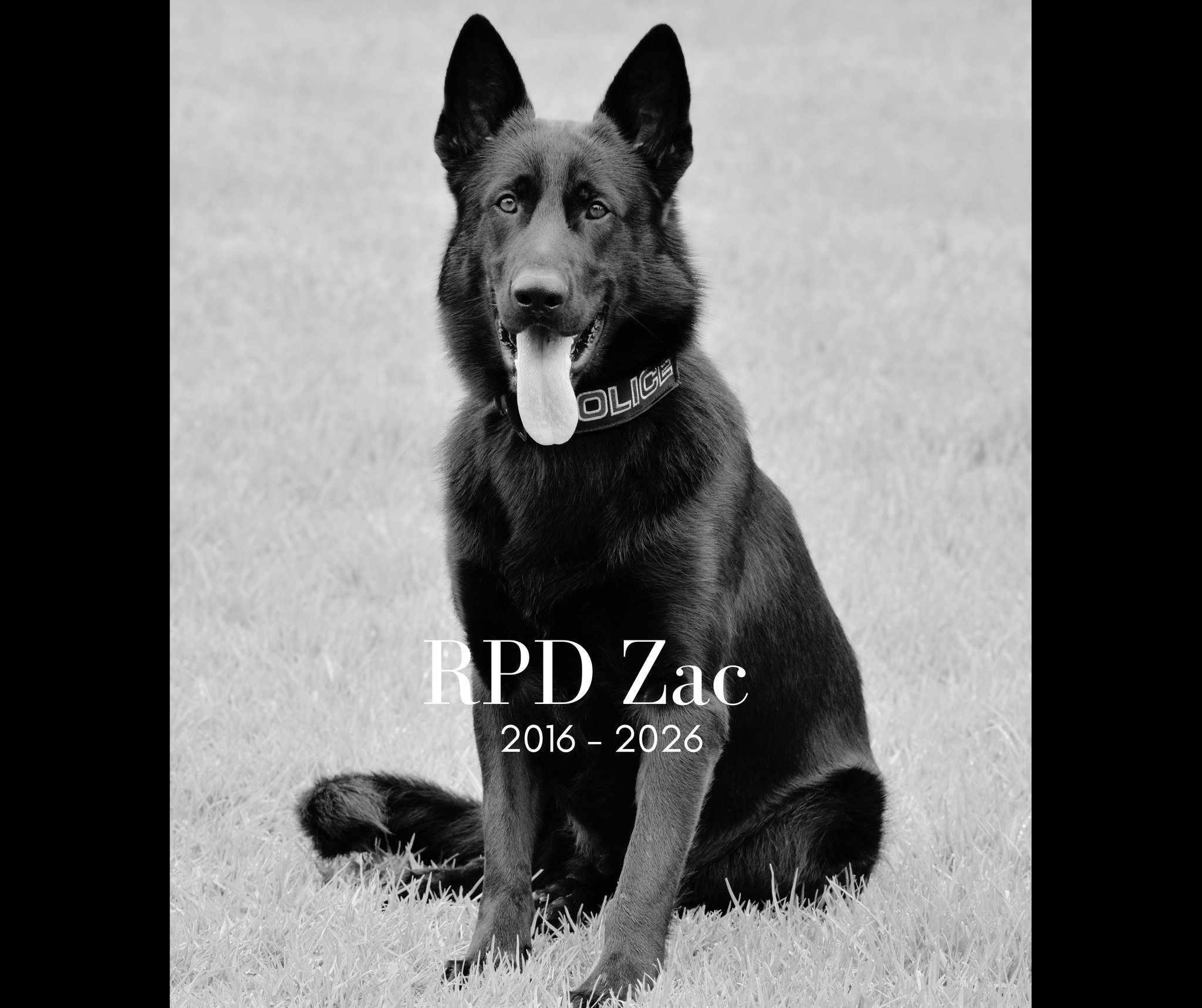 Retired - 💙 Vale Retired Police Dog Zac 💙 On Monday, we sadly said ...