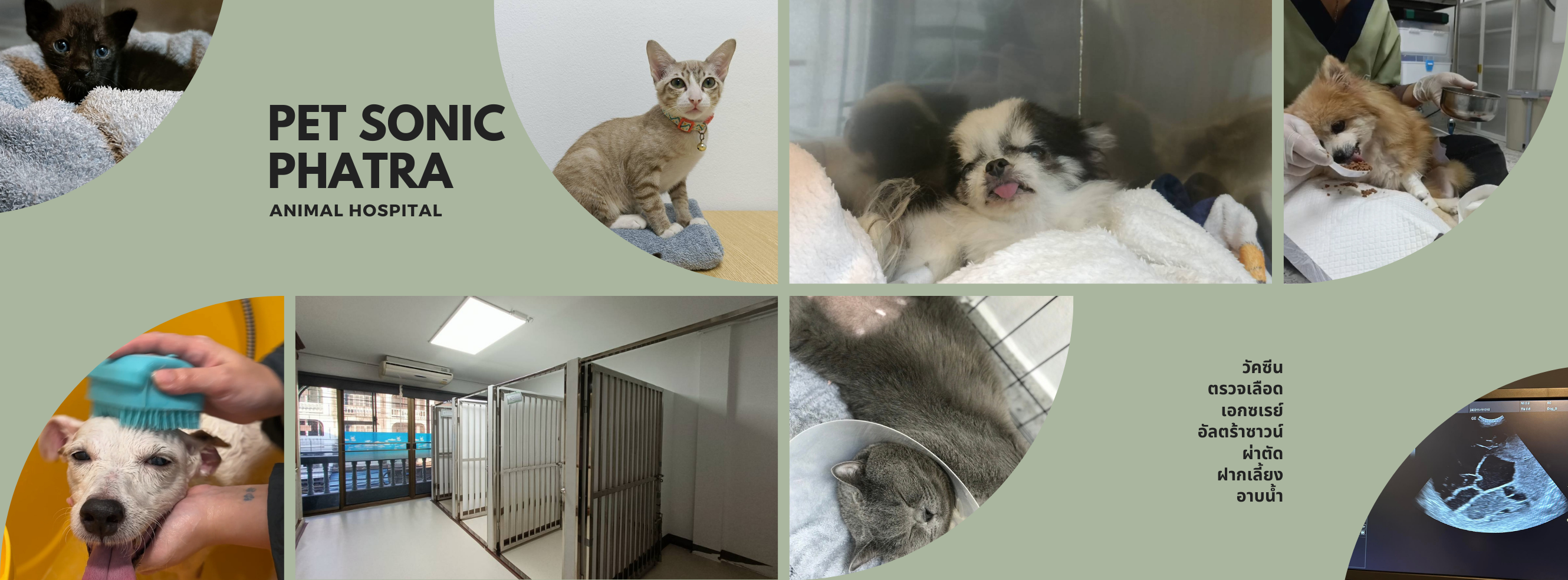 Pet Sonic Phatra Animal Hospital โรงพยาบาลสัตว์ เพ็ทโซนิค ภัทร | Bangkok