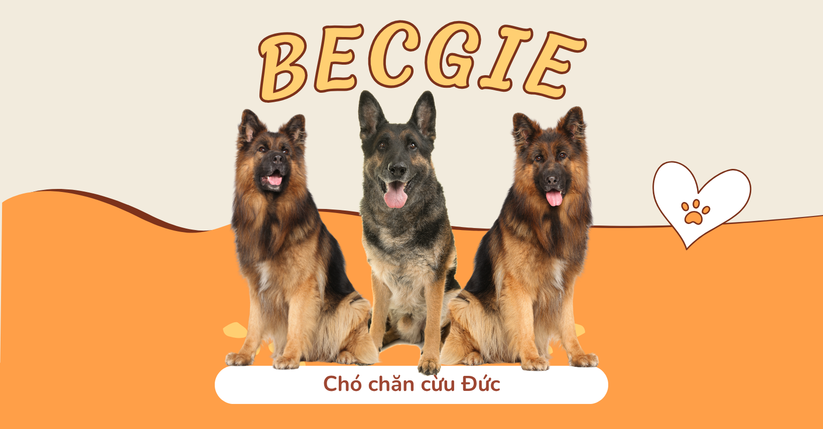 Cộng đồng người nuôi chó BÉC GIÊ - BECGIE toàn quốc | Facebook