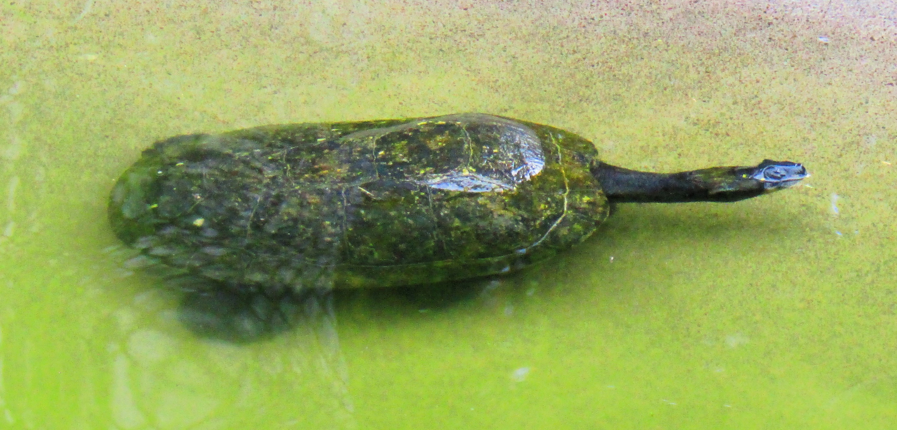 TT - Yellow-Spotted Amazon River Turtle. This species is one of the ...