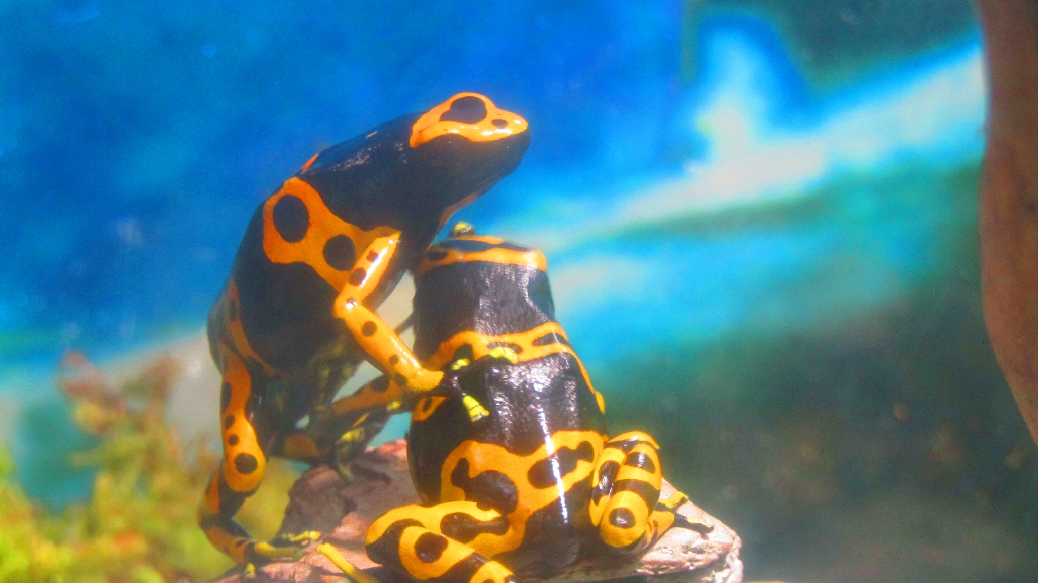 TT - The bumblebee frog can reach 1.8 inches long from snout to vent ...