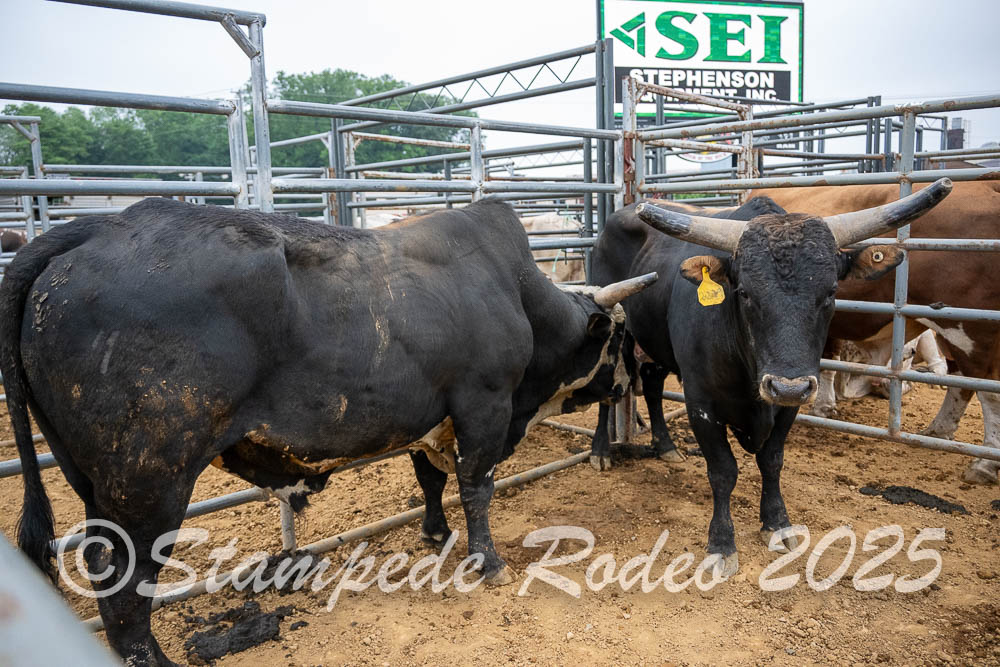 Stampede Rodeo