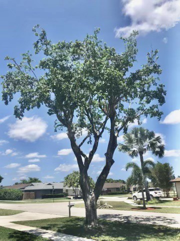 Professional Tree Trimmers LLC | West Palm Beach FL