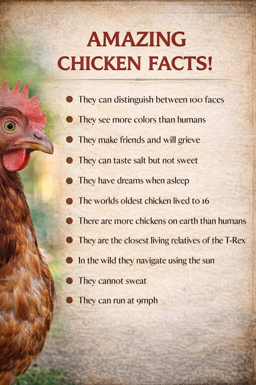 Go - More than eggs 🥚 Chickens are intelligent, social, and fascinating ...