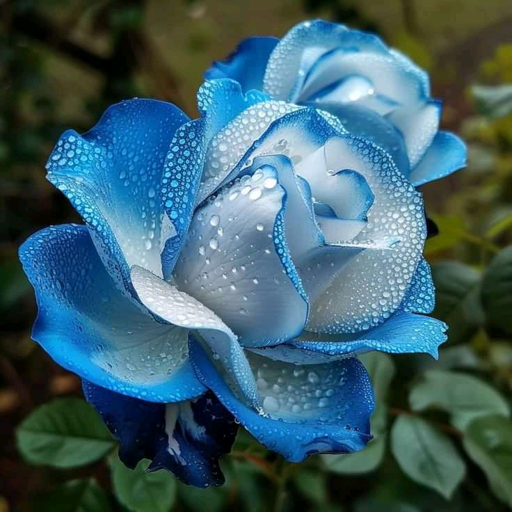 The flowers pictured are known as 