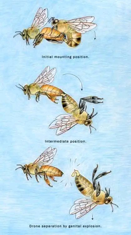 Nature - WHY DO MALE BEES (DRONES) DIE AFTER MATING Male bees (drones ...