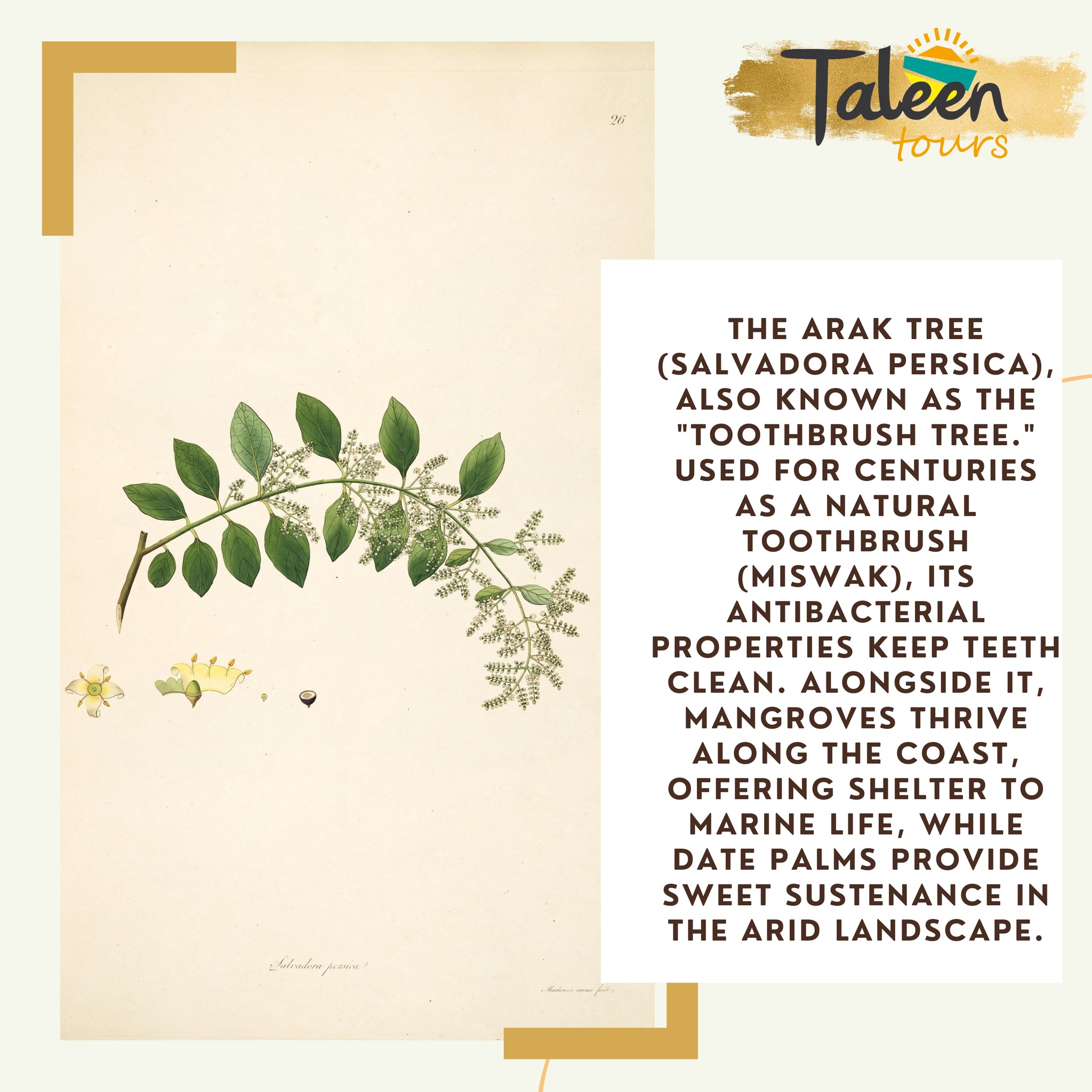 Taleen - 🌿 Lost in Aqaba’s wild beauty! This desert oasis is home to ...