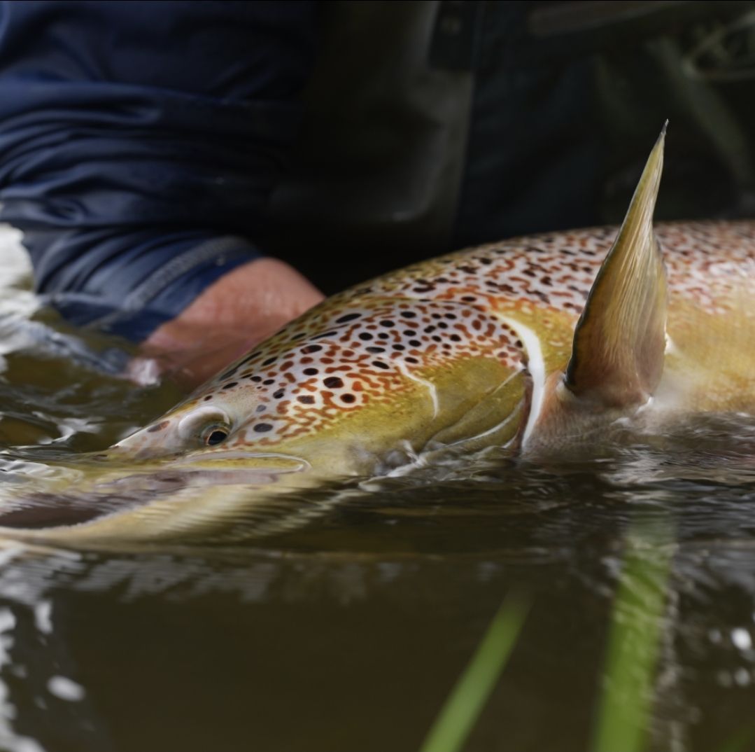 Baltic Salmon Lithuania Association