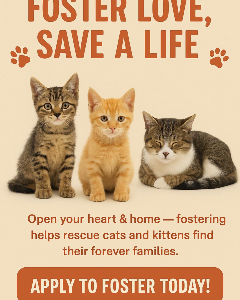 Healing - 🐾 FOSTER LOVE, SAVE A LIFE 🐾 Every kitten and cat deserves a ...