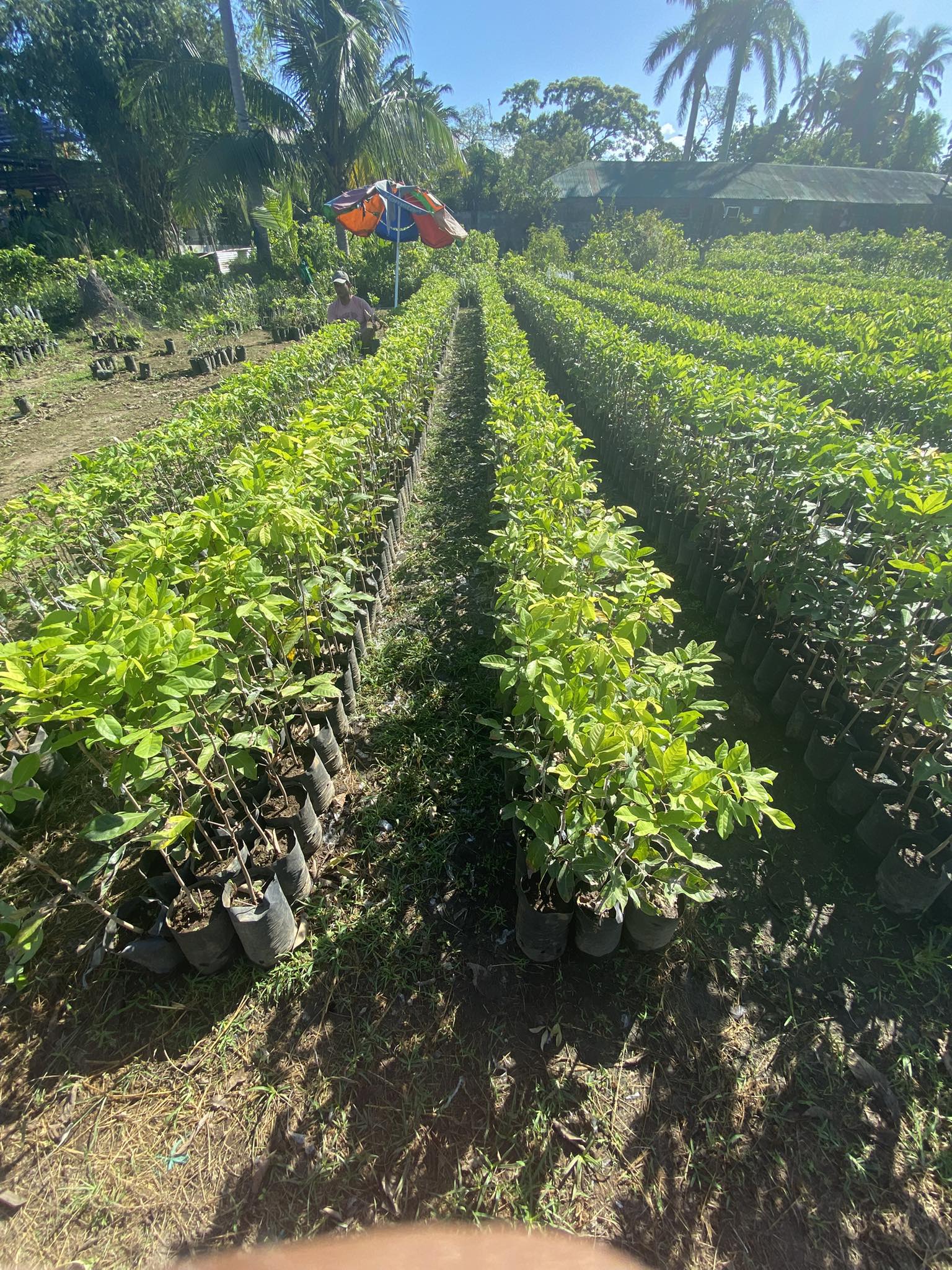 Dwarf Sweet Rambutan PH | Tiaong