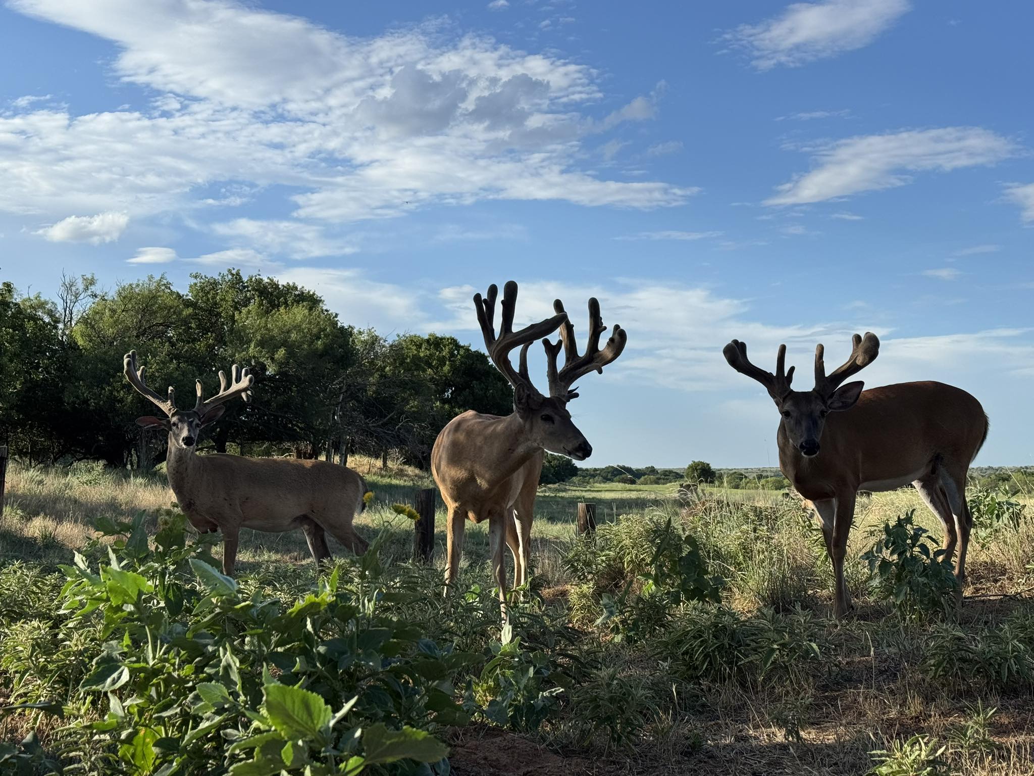One Shot Ranch | Childress TX