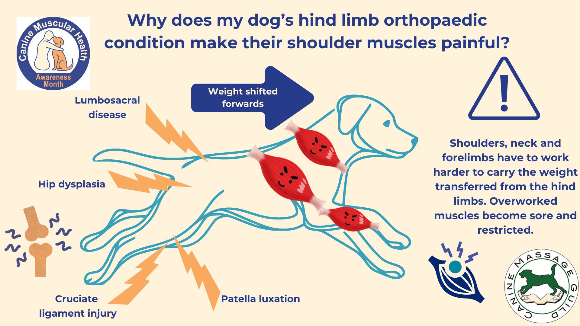 Canine Muscular Health Awareness